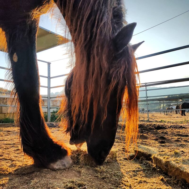 dreams of horses farm 800x800