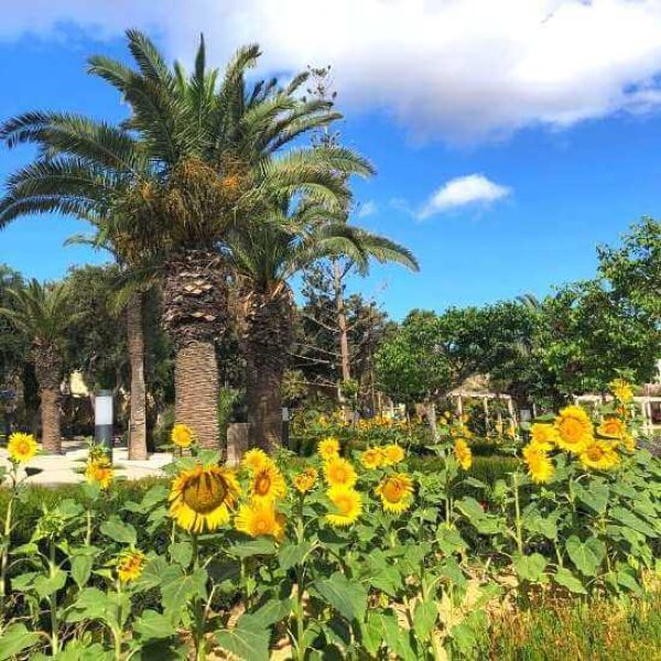 Villa Rundle sunflower view