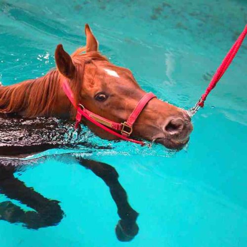 Horse in the water