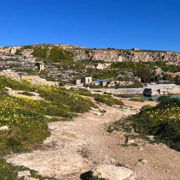 A scenic coastal hiking path lined with yellow wildflowers leading towards the blue waters of Hondoq ir-Rummien Bay in Qala.
