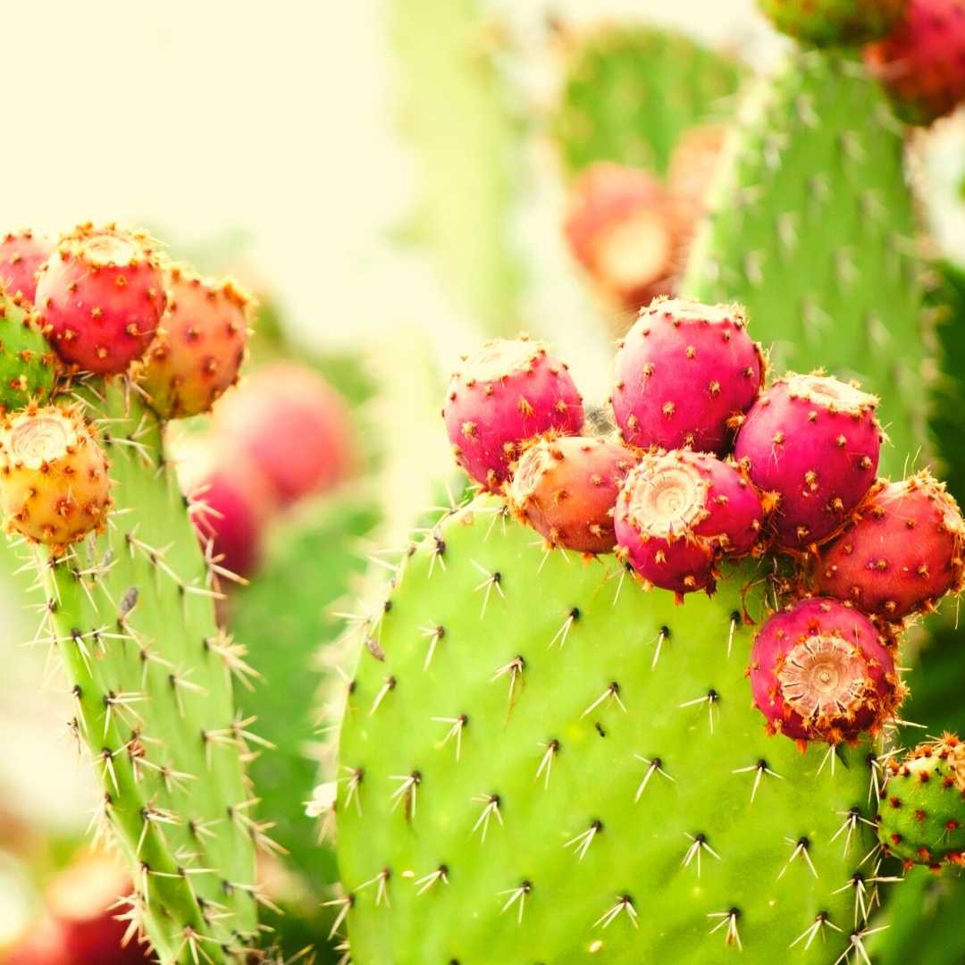 prickly pear